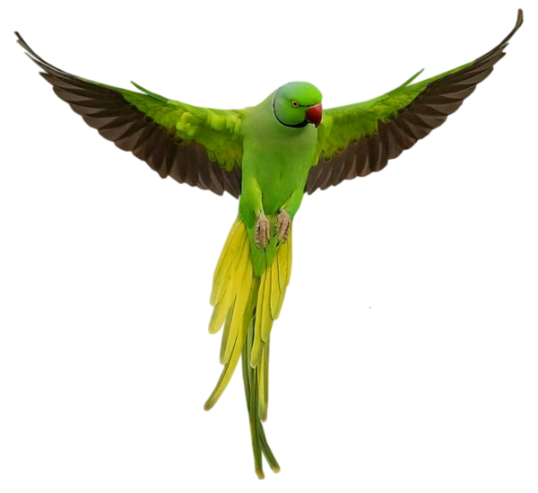 Parrot Transparent PNG Image