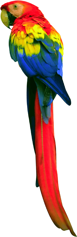 Parrot Transparent PNG Image