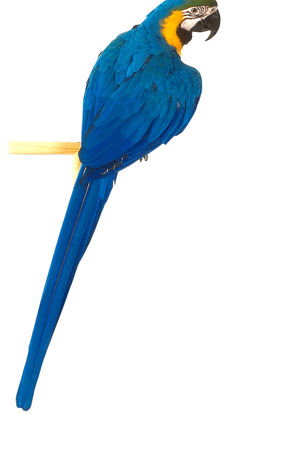 Blue Parrot Transparent PNG Image