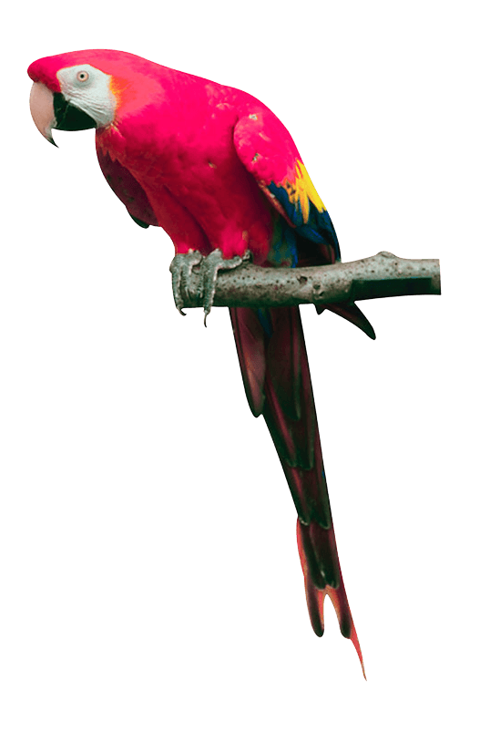 Pink Parrot Transparent PNG Image