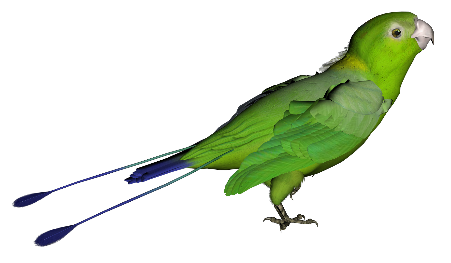 Parrot Transparent PNG Image