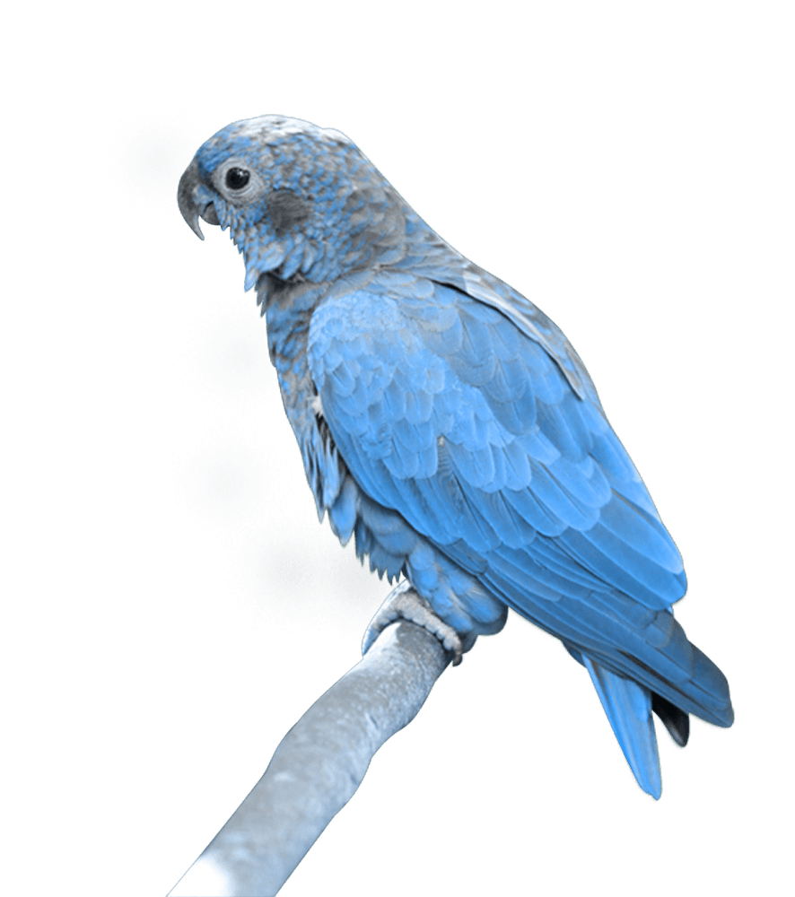 Blue Parrot Transparent PNG Image