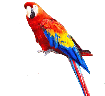 Parrot Transparent PNG Image