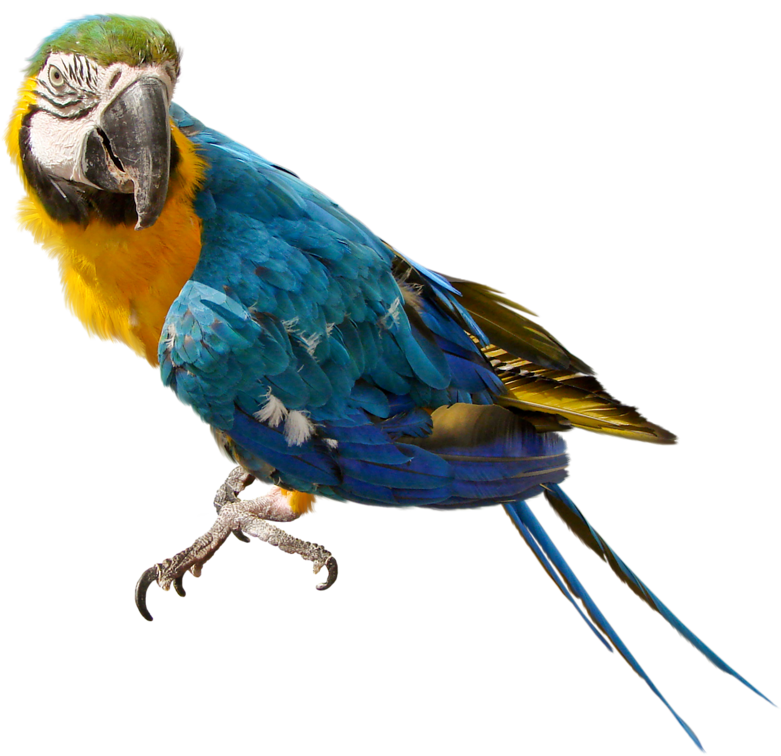 Parrot Transparent PNG Image