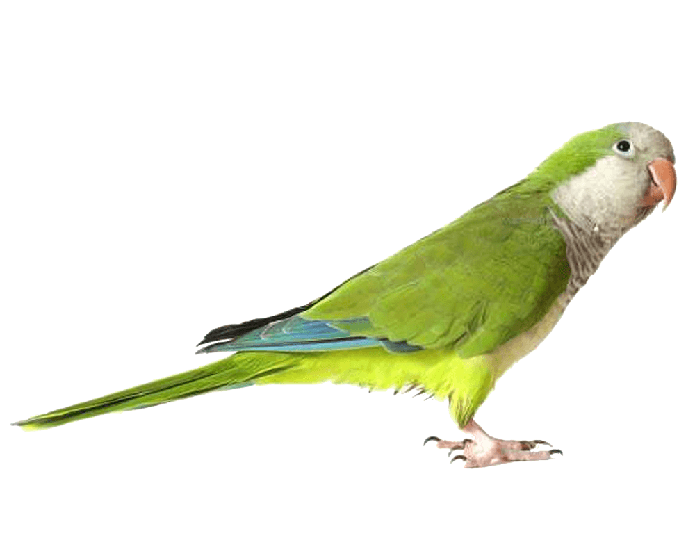 Green Parrot Transparent PNG Image