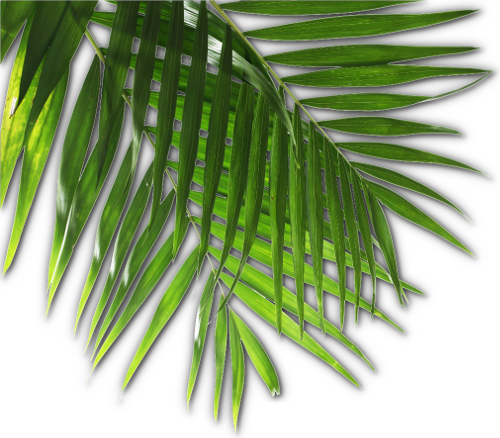Hawaiian Luau Transparent PNG Image