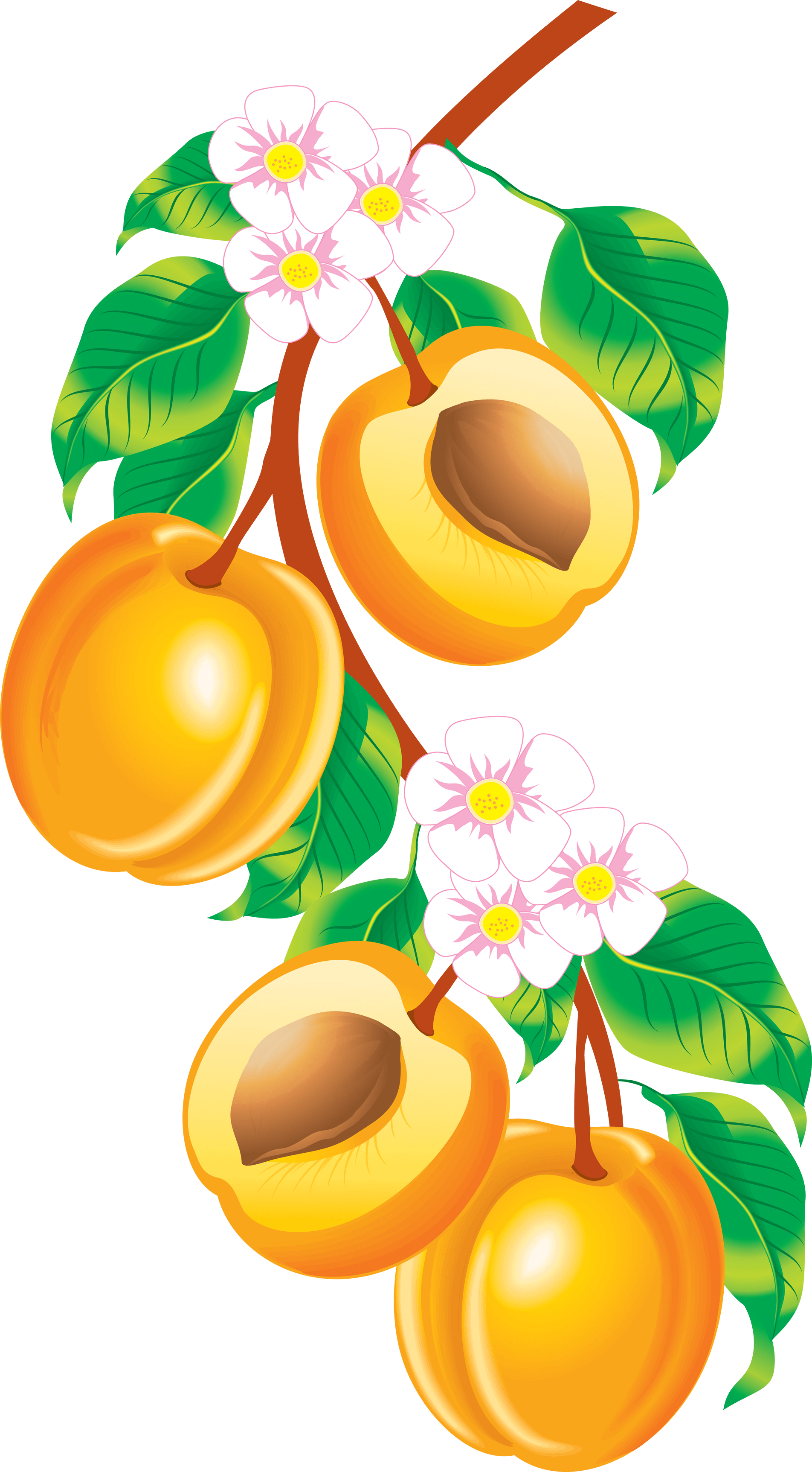 Peach Transparent PNG Image