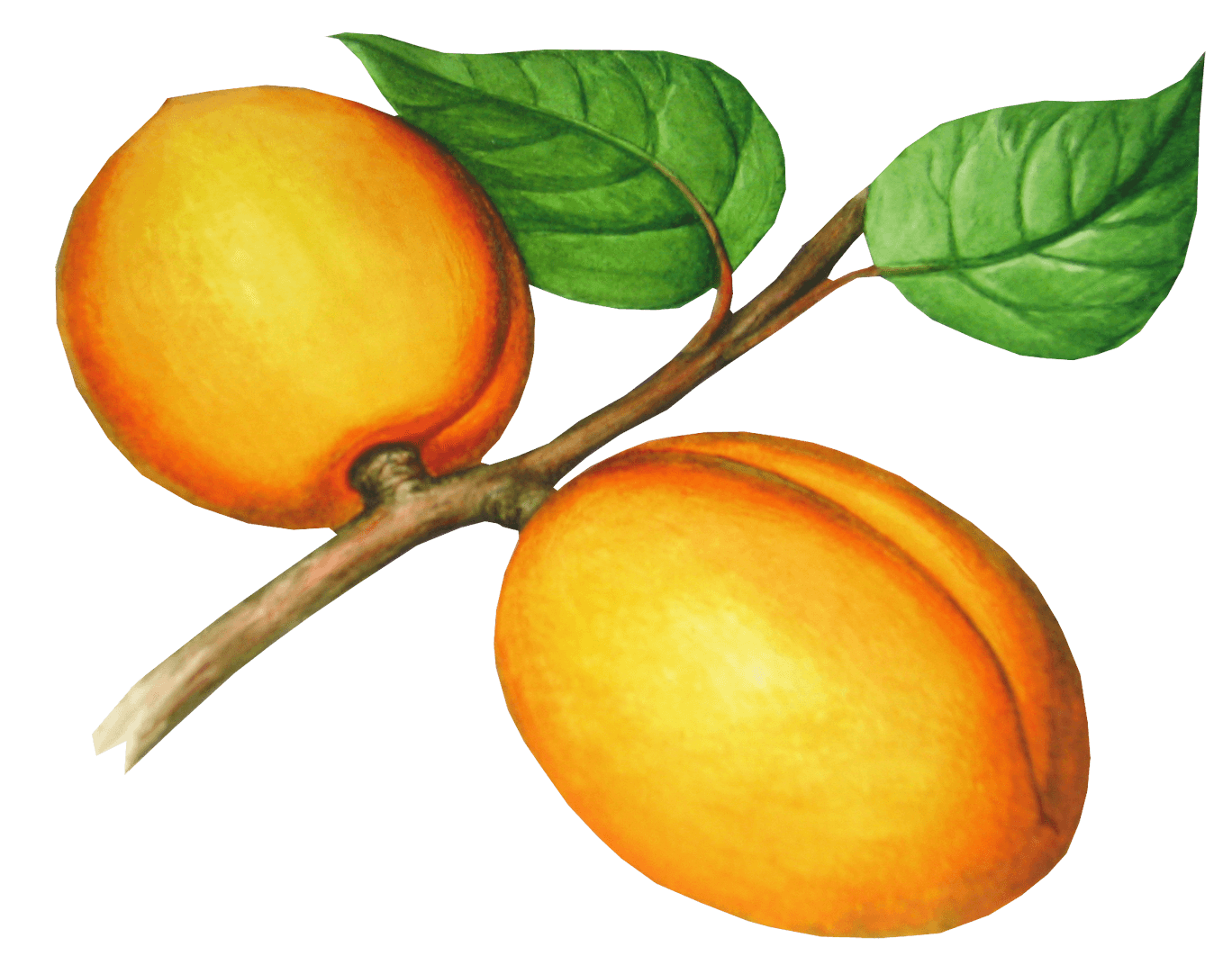 Peach Transparent PNG Image