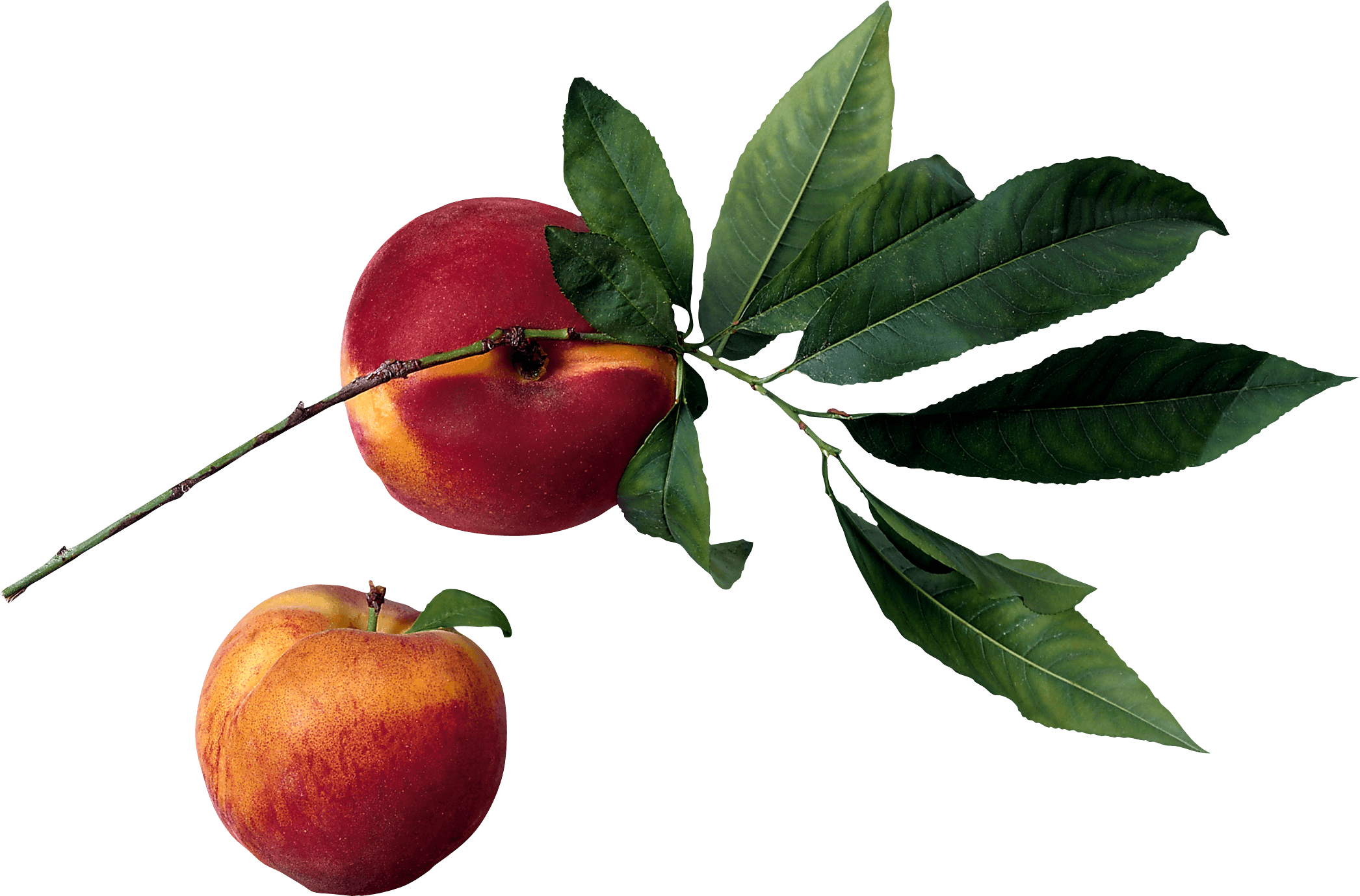 Peach Transparent PNG Image