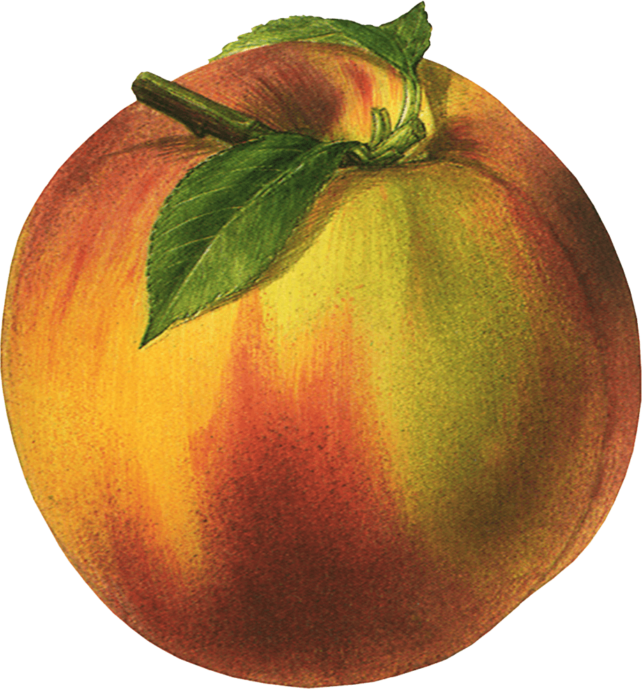 Peach Transparent PNG Image