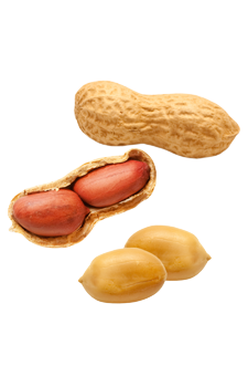 Peanut Transparent PNG Image