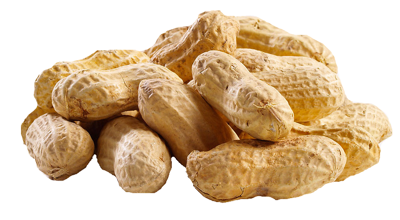 Peanut Transparent PNG Image