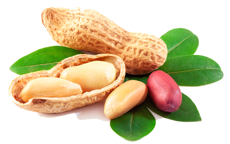 Peanut Transparent PNG Image