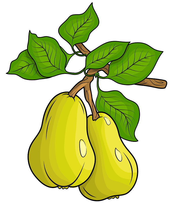 Vector Green Pears Transparent PNG Image