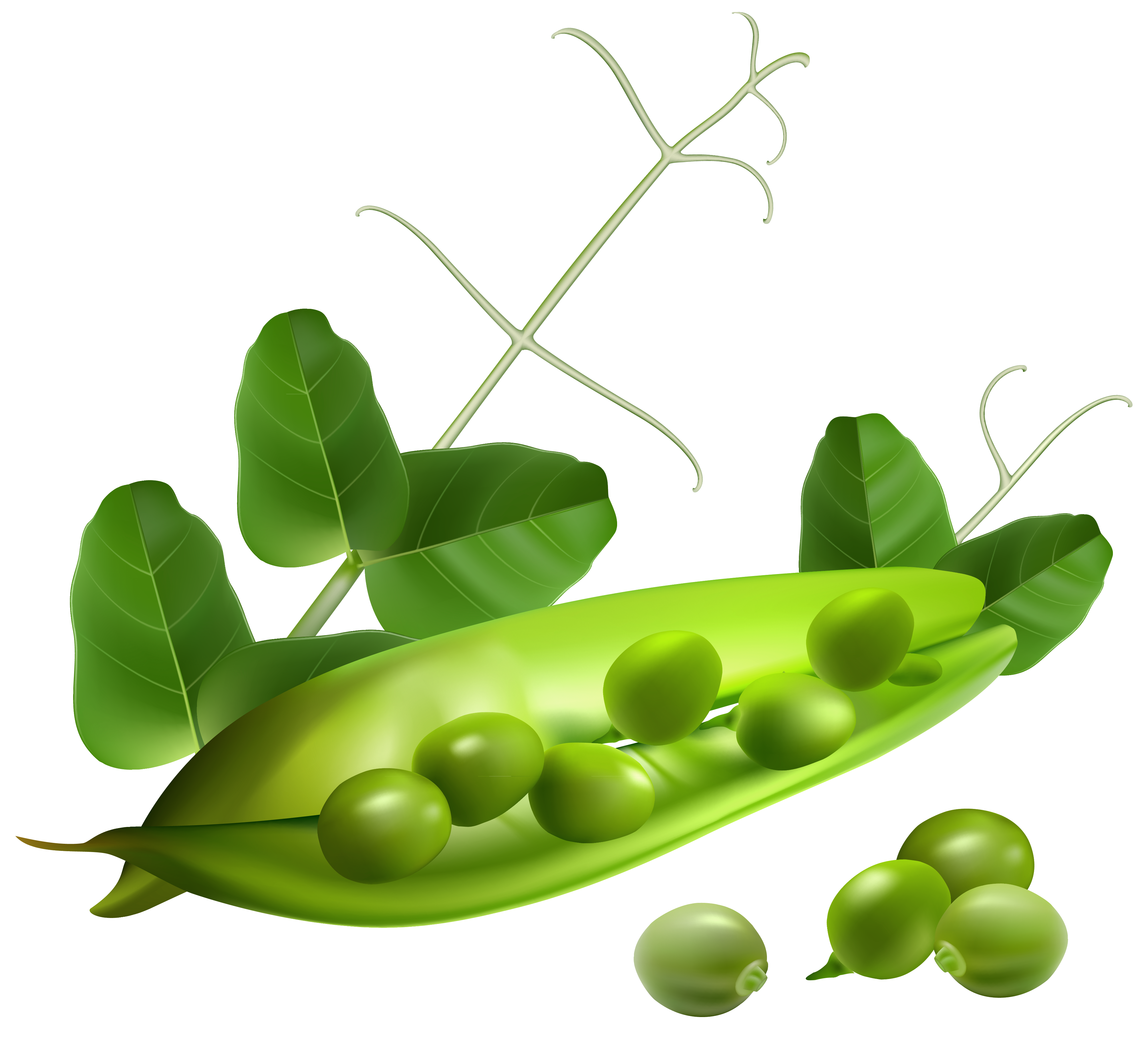 Fresh Green Pea Transparent PNG Image