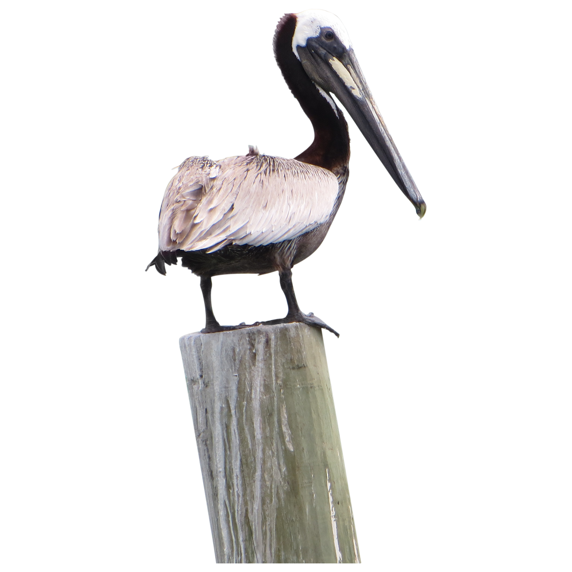 Pelican Transparent PNG Image