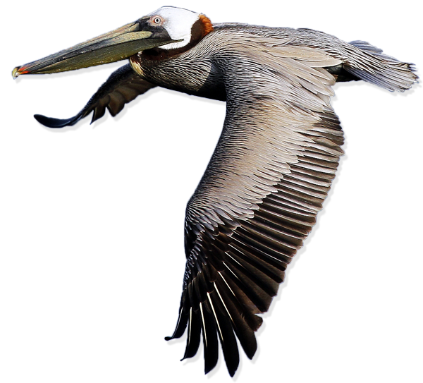 Pelican Transparent PNG Image