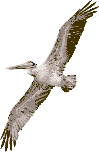Pelican Transparent PNG Image