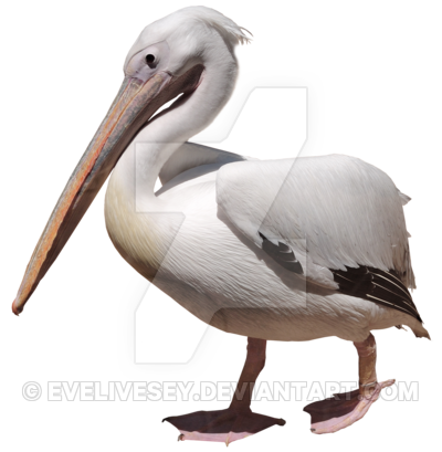 Pelican Transparent PNG Image