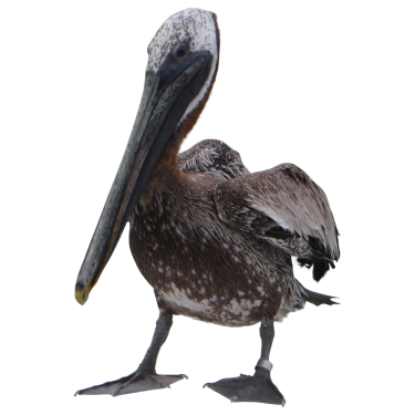 Pelican File Transparent PNG Image