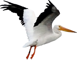 Pelican Transparent PNG Image