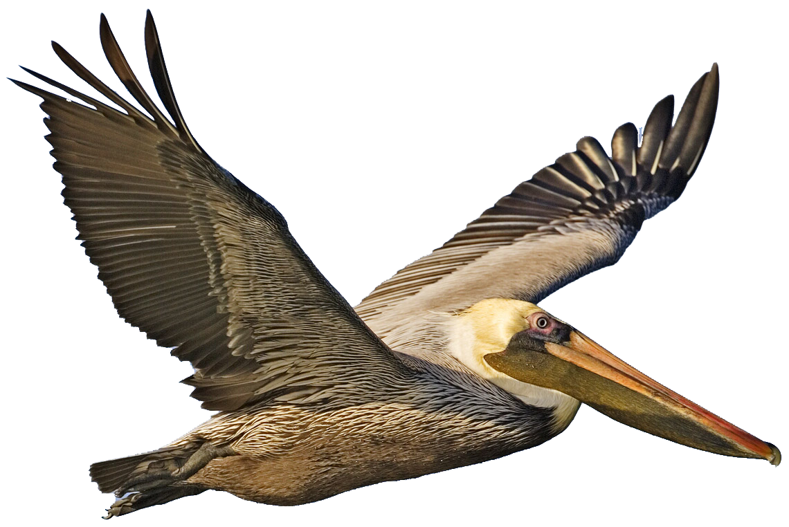Pelican Transparent PNG Image