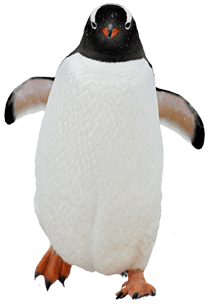 Penguin Transparent PNG Image