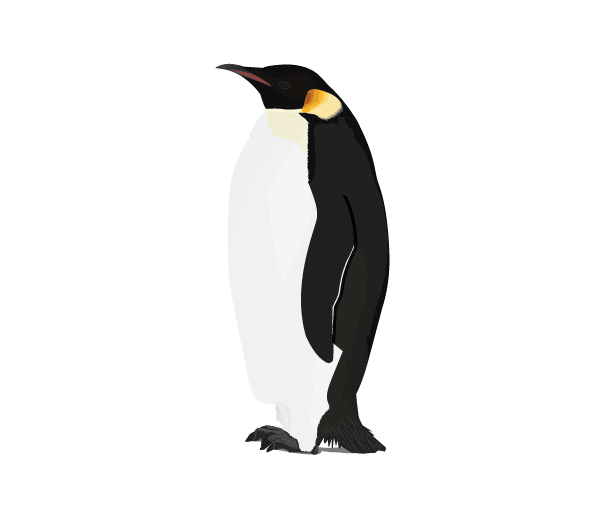 Penguin Transparent PNG Image