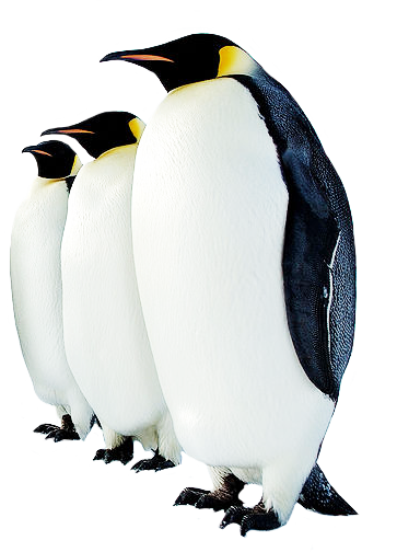 Penguin High-Quality Transparent PNG Image