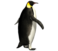 Imperator Penguin Transparent PNG Image