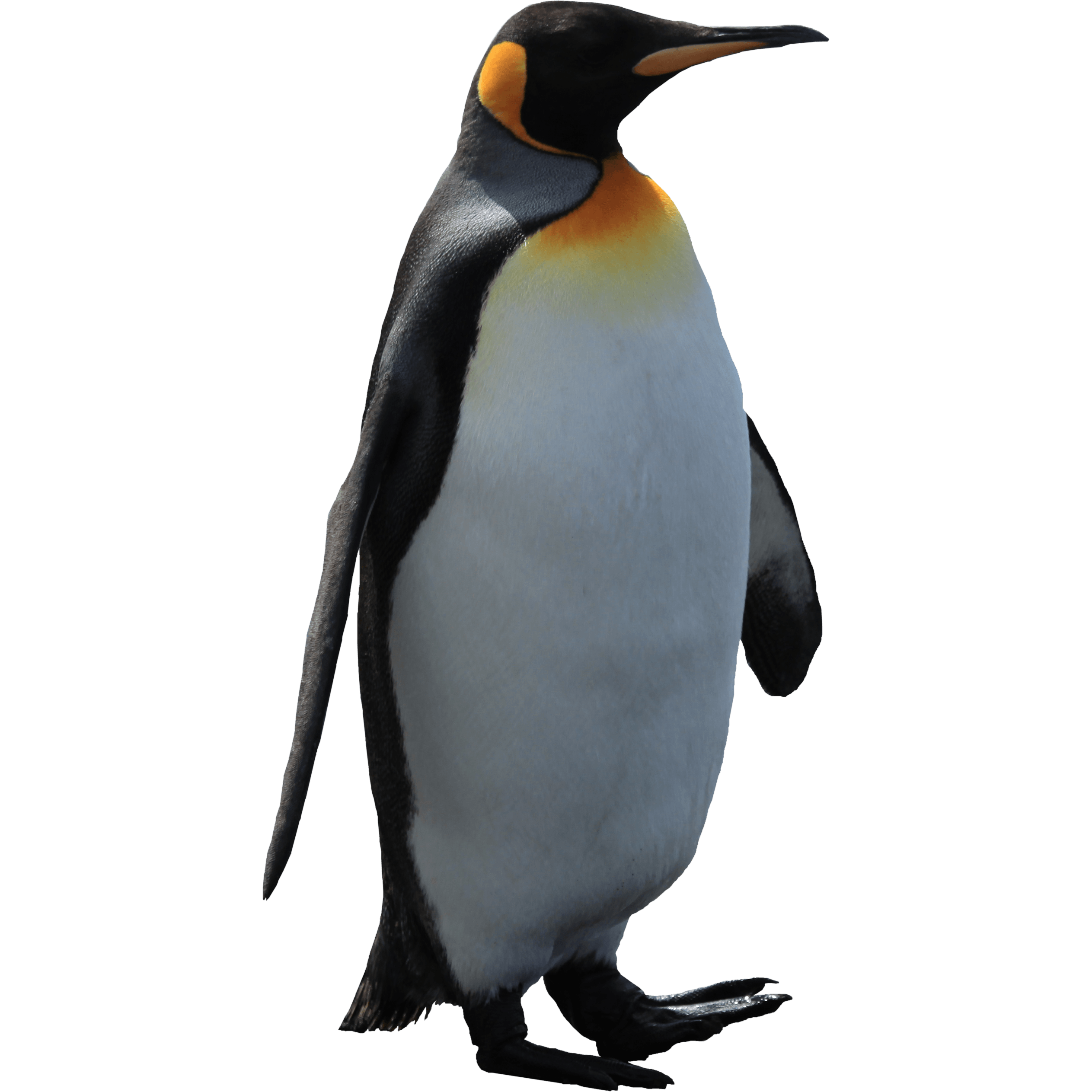 Imperator Penguin Transparent PNG Image