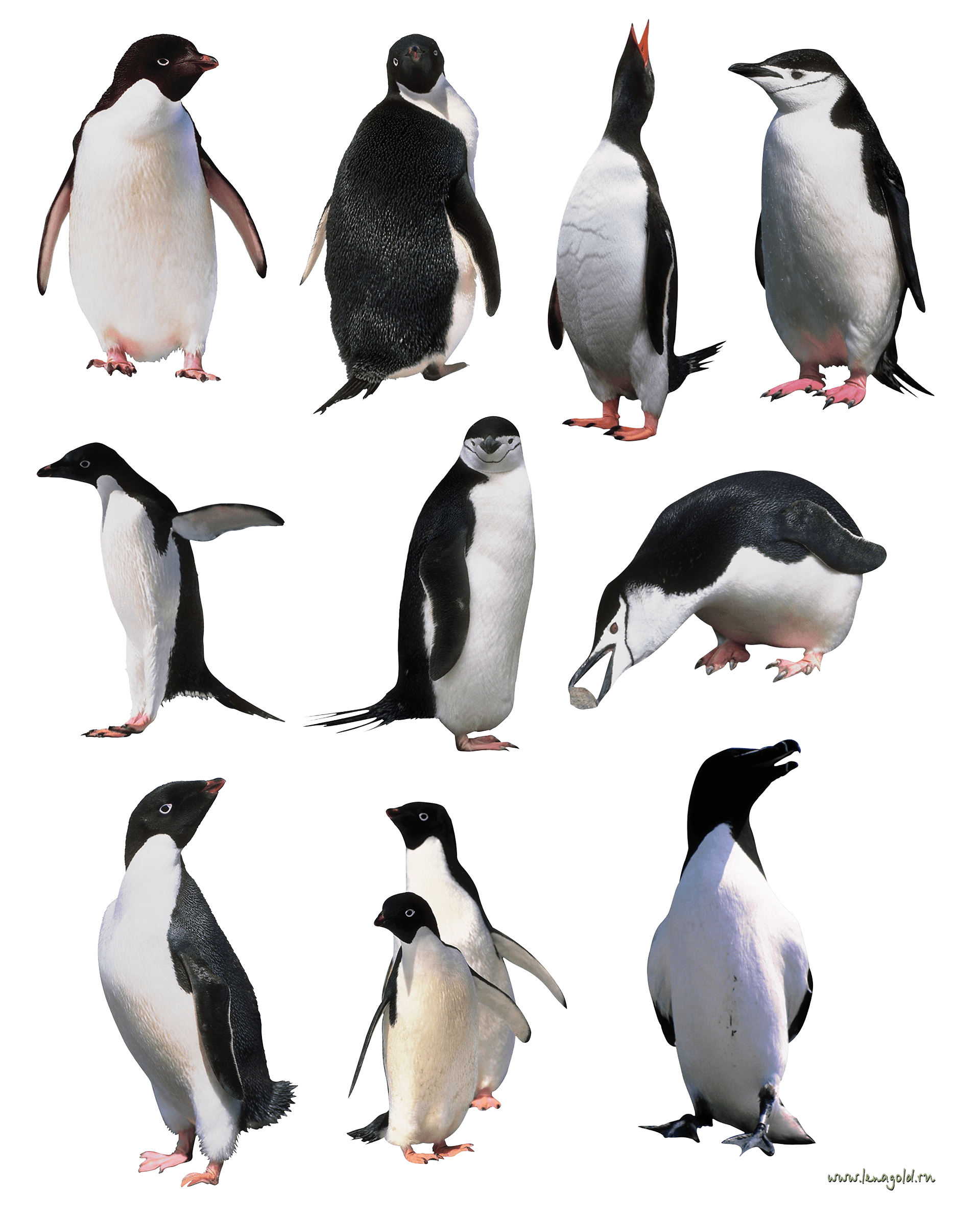 Penguins Transparent PNG Image