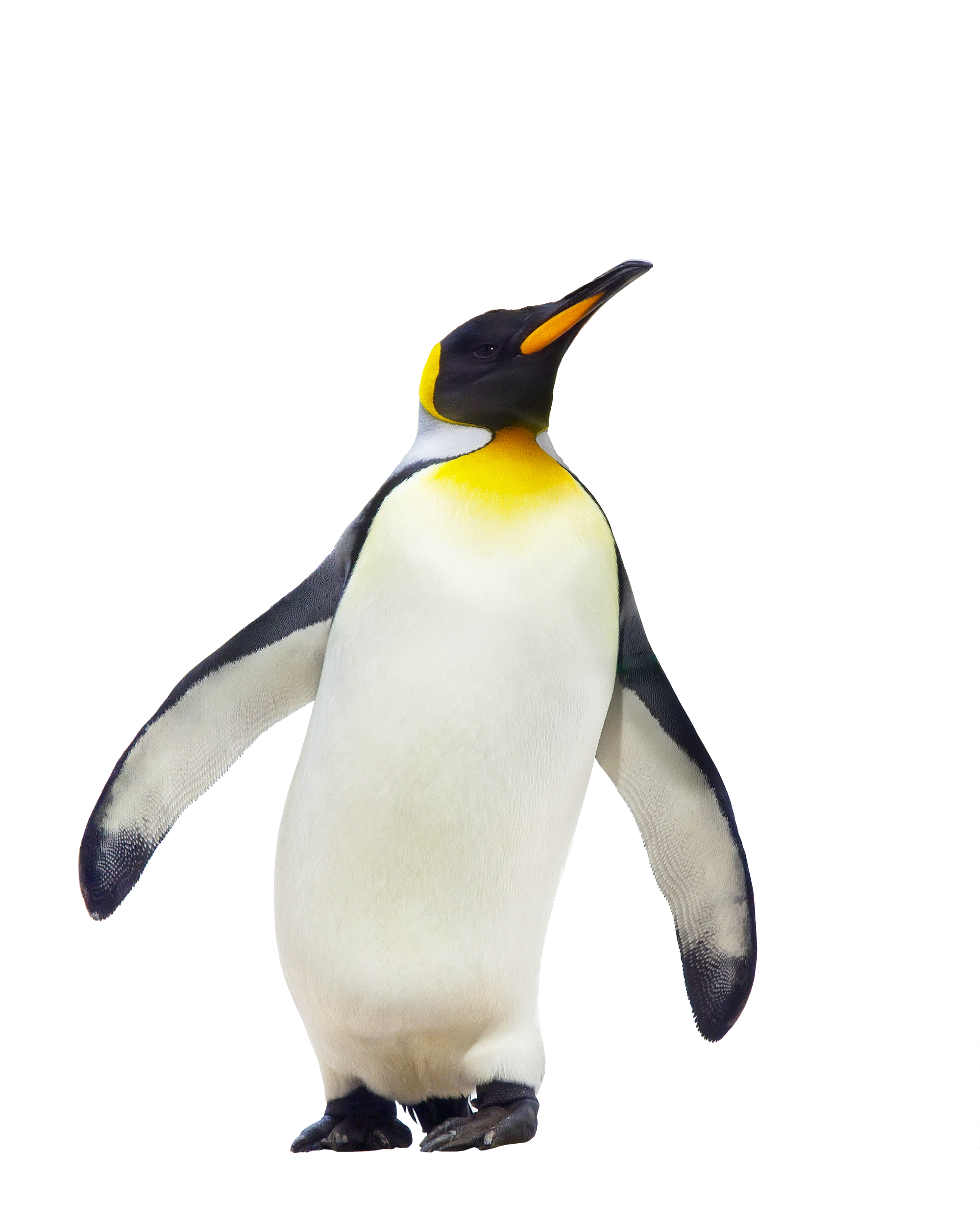 Penguin Transparent PNG Image