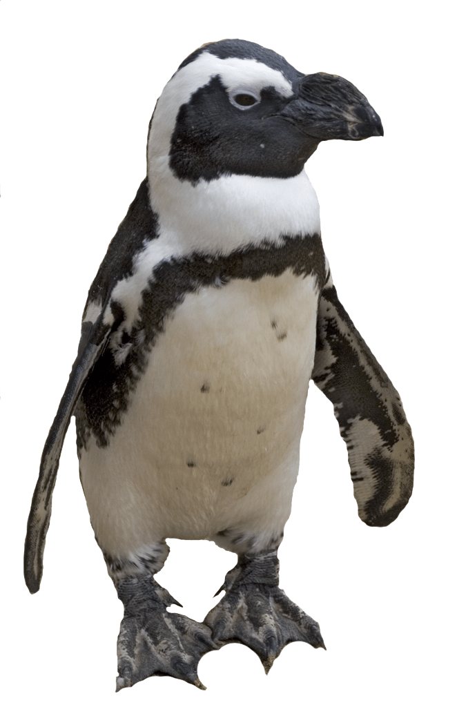 Penguin Transparent PNG Image