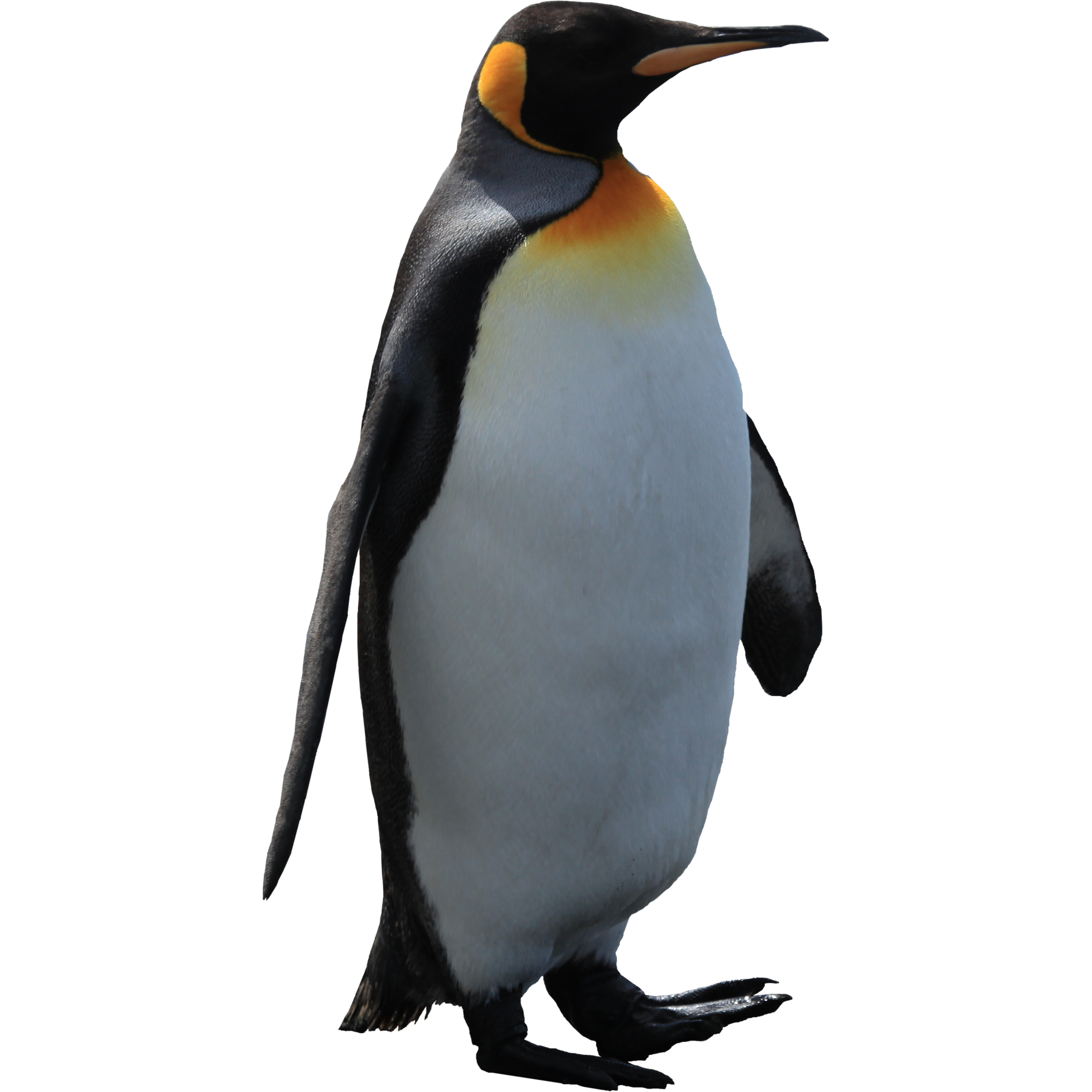 Penguin Transparent PNG Image