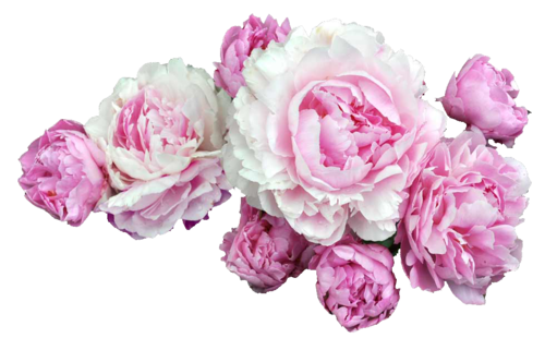 Peonies Transparent PNG Image