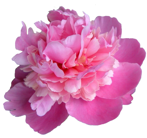 Peonies Transparent PNG Image
