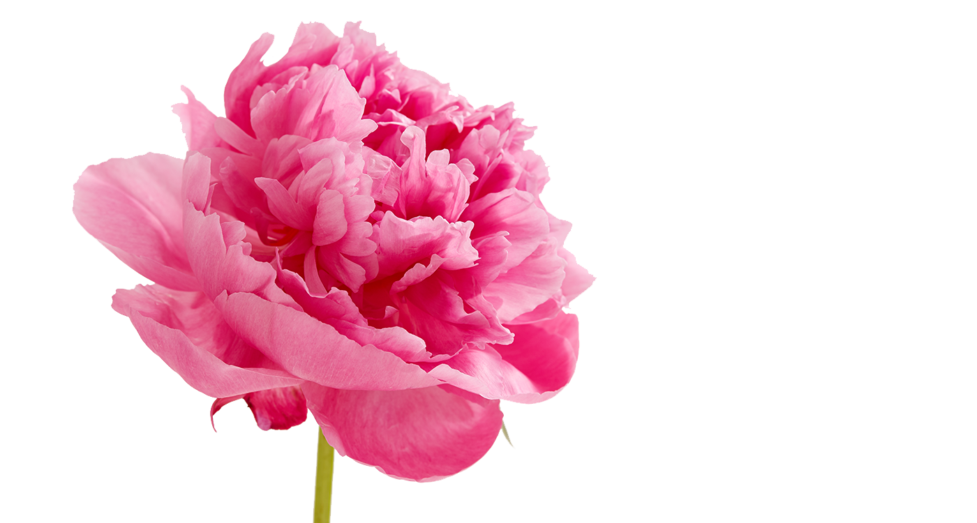 Peonies Transparent PNG Image