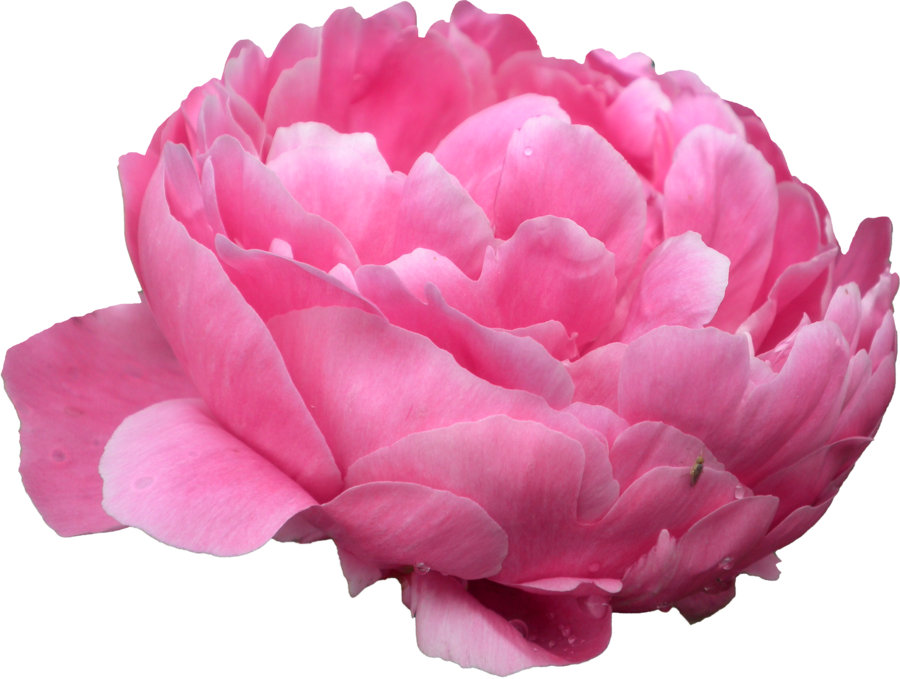 Peonies Transparent PNG Image