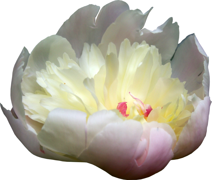 Peonies Transparent PNG Image