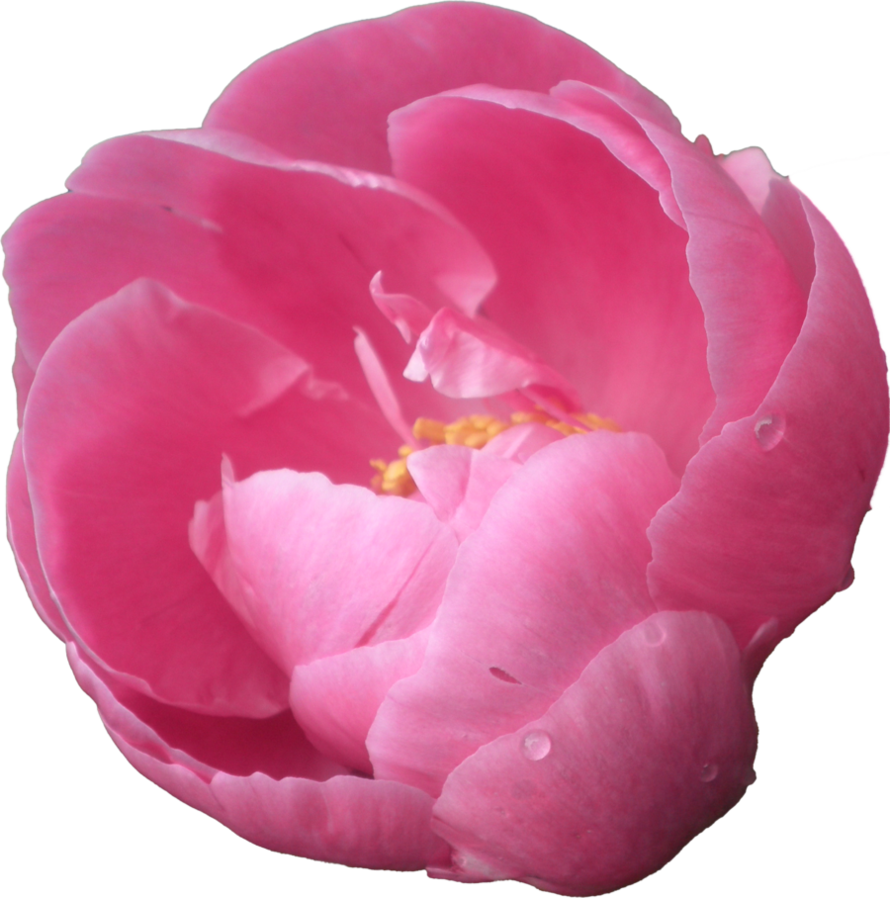 Peonies Background Transparent PNG Image