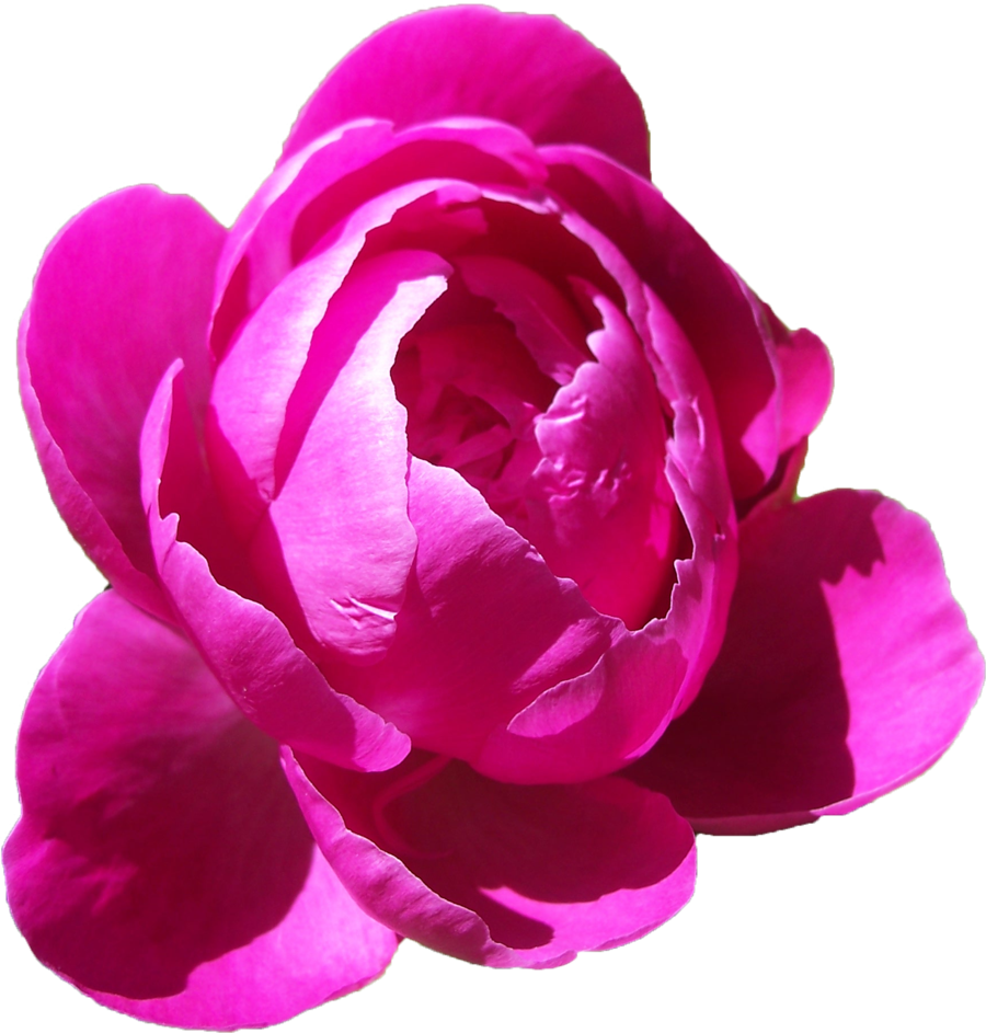 Peonies Transparent PNG Image