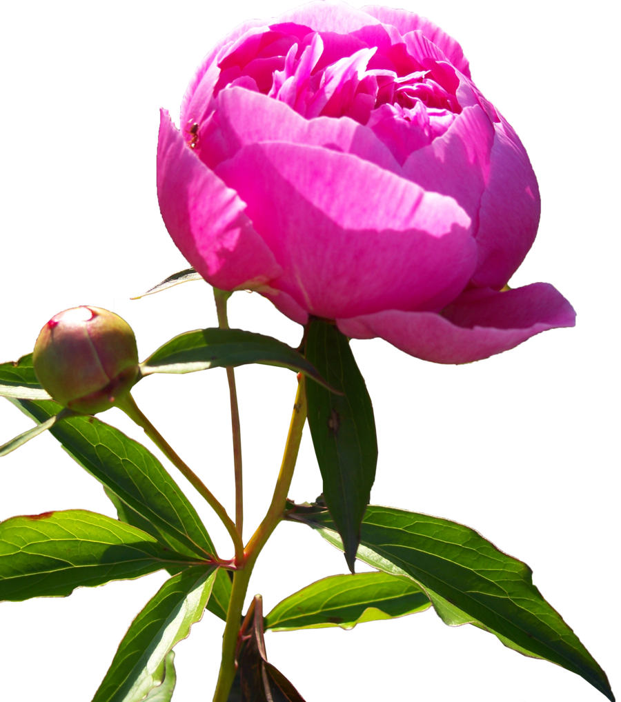 Peonies Transparent PNG Image