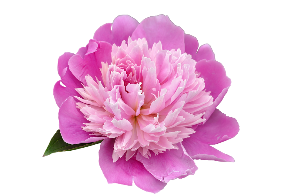 Peony Transparent PNG Image