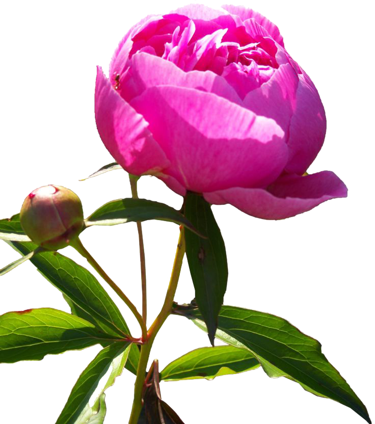 Peony Transparent PNG Image