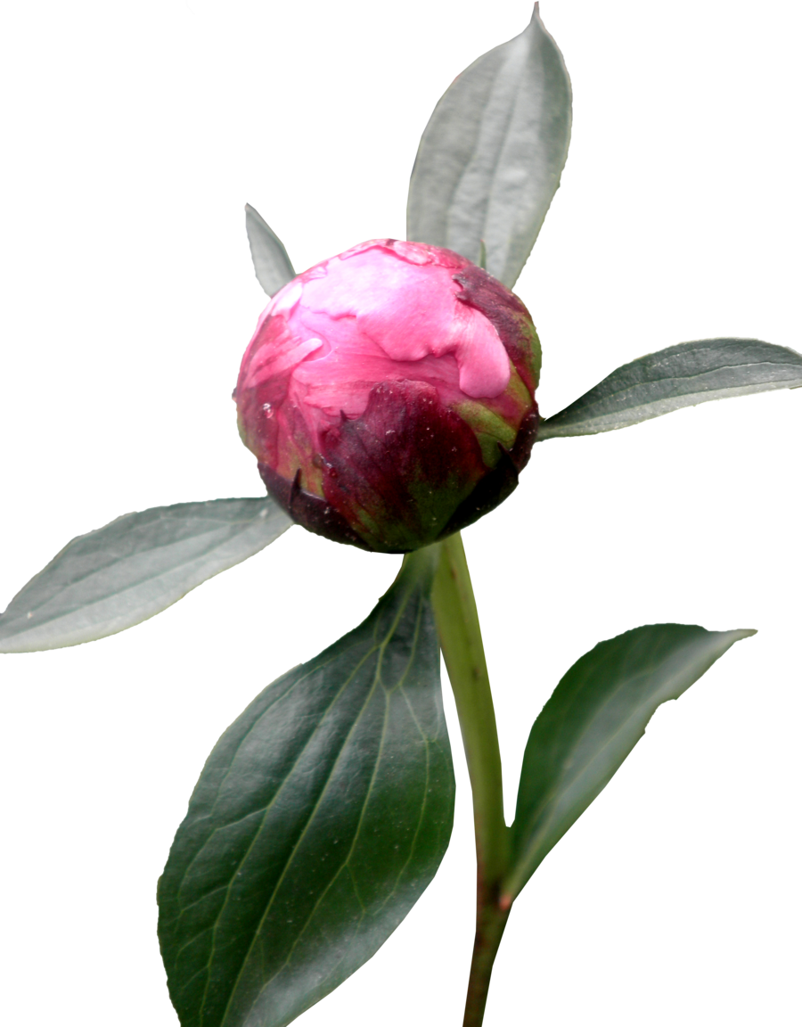 Peony Transparent PNG Image