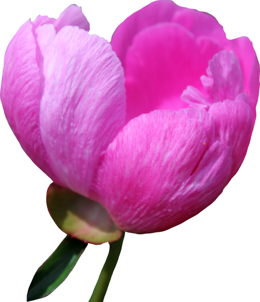 Peony Transparent PNG Image