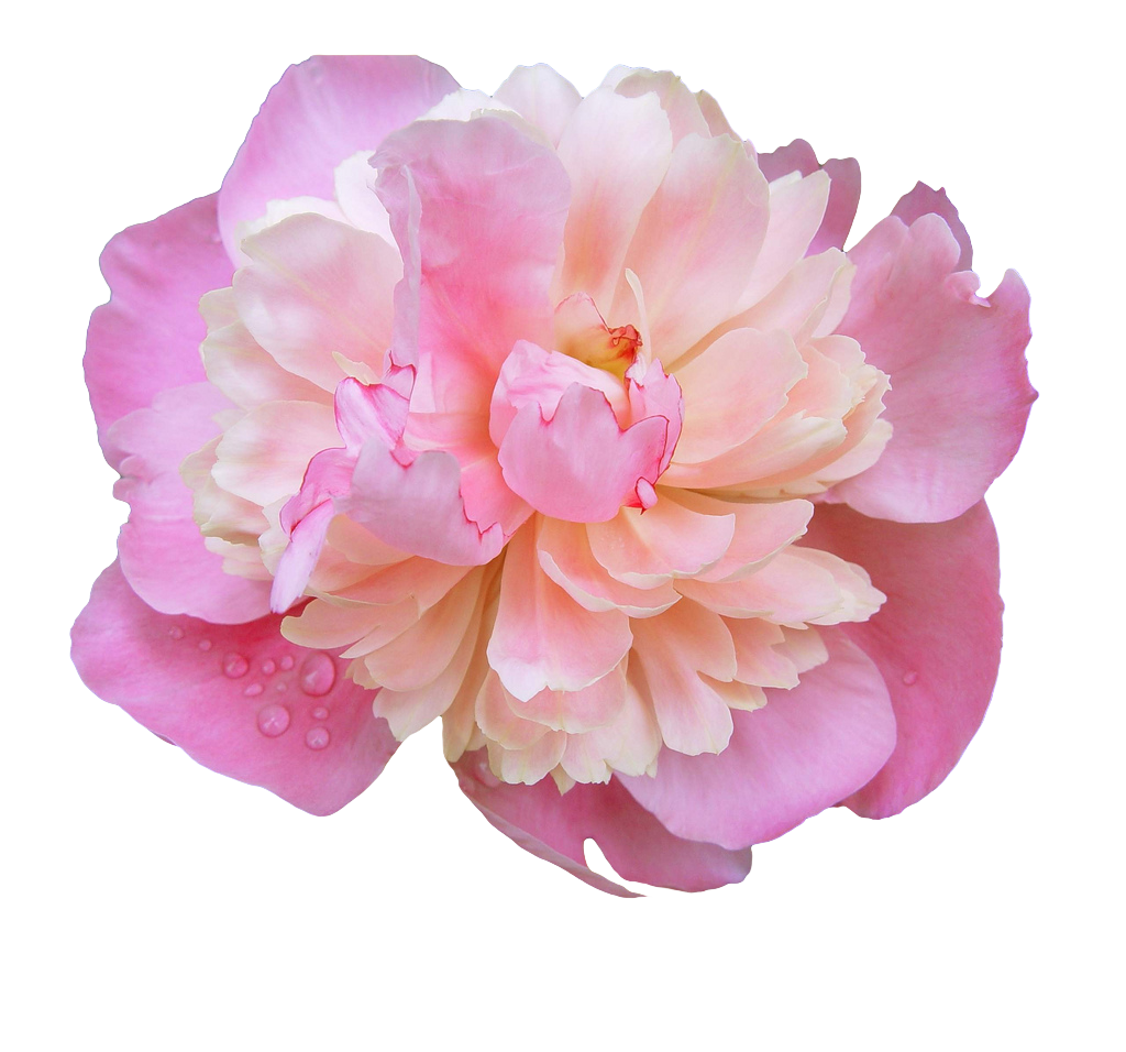 Peony Transparent PNG Image