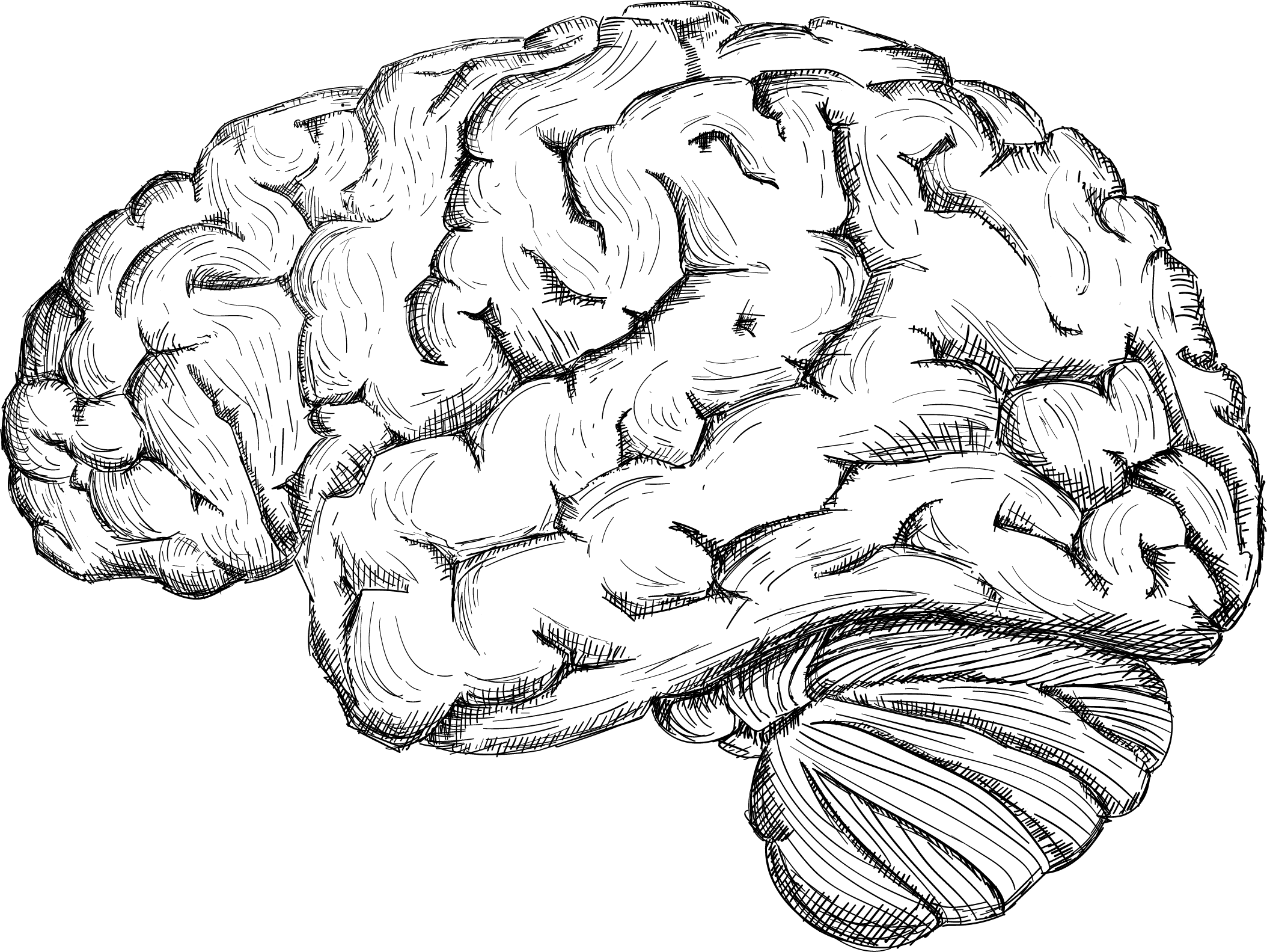 Spectators Voters Individuals Transparent PNG Image