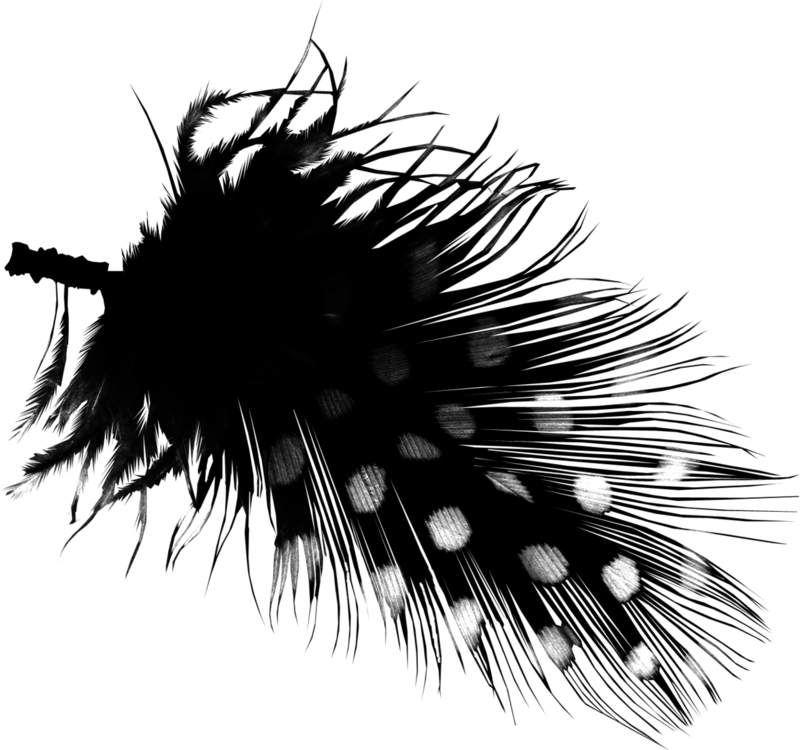 Feather Graphics Portable Network Transparent PNG Image